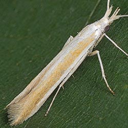 Coleophora dignella Coleophora dignella